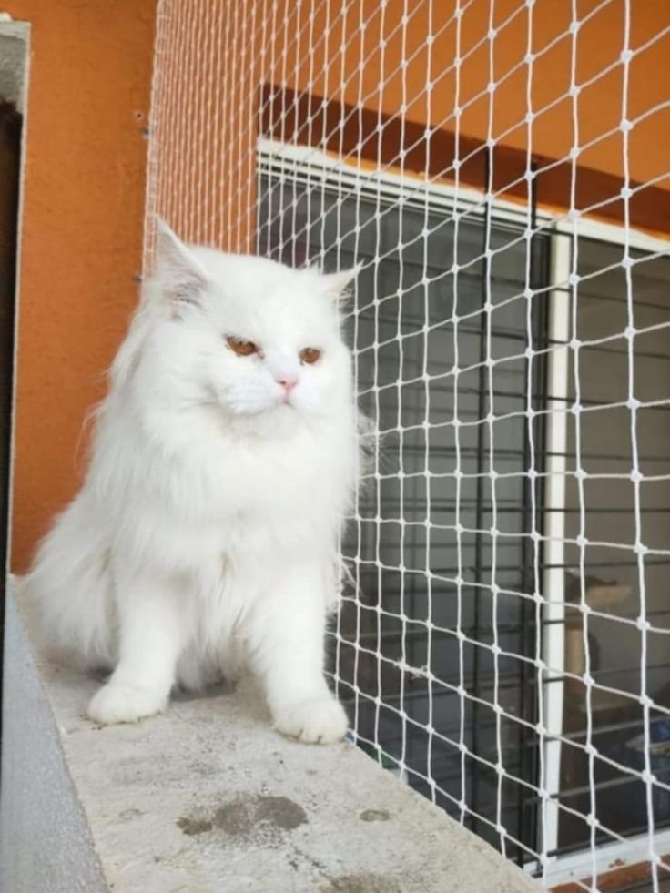 Cat Safety Nets for Balcony